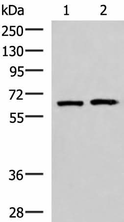 Western blot analysis of 293T and Jurkat cell lysates using GPKOW Polyclonal Antibody at dilution of 1:2000