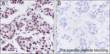 Anti-Human JunB Antibody [A270]