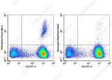 Anti-Human TCR Vγ9 Antibody [B3] - ABMIUM
