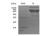 > 90 % as determined by reducing SDS-PAGE.