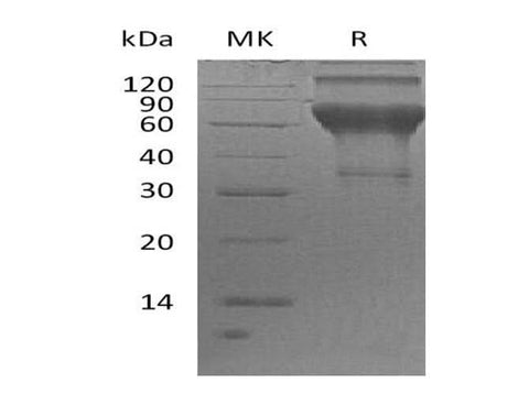 > 90 % as determined by reducing SDS-PAGE.