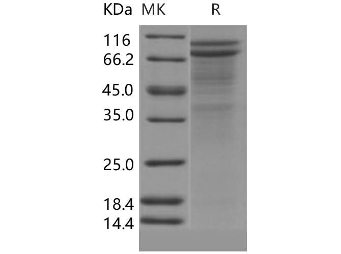 > 75 % as determined by reducing SDS-PAGE.