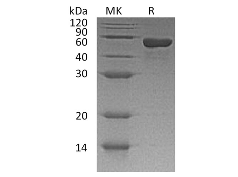 > 95 % as determined by reducing SDS-PAGE.