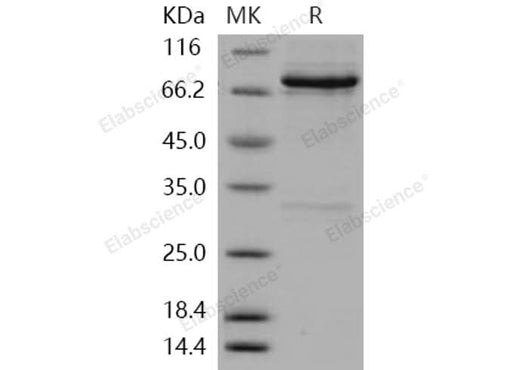 > 90 % as determined by reducing SDS-PAGE.