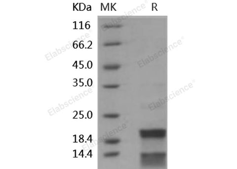 > 90 % as determined by reducing SDS-PAGE.
