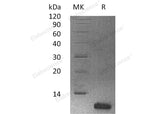Recombinant Human Histatin-3/HTN3 Protein - ABMIUM