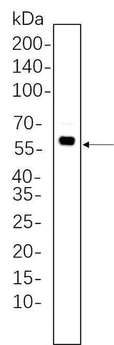 Anti-Human/Mouse/Rat/Drosophila Akt Antibody [B1093]