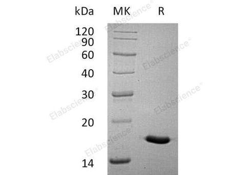 > 98 % as determined by reducing SDS-PAGE.