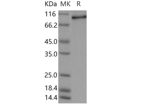 > 90 % as determined by reducing SDS-PAGE.