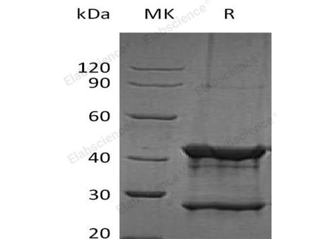 > 90 % as determined by reducing SDS-PAGE.