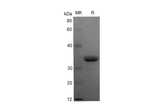 SDS-PAGE analysis of Human CXCR4 (C28A) proteins, 2 μg/lane of Recombinant Human CXCR4 (C28A) proteins was resolved with SDS-PAGE under reducing conditions, showing bands at 32-35 kDa.