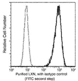 Anti-Human LXN Antibody [A1294] - ABMIUM