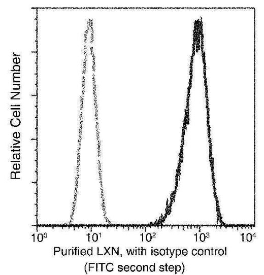 Anti-Human LXN Antibody [A1294] - ABMIUM