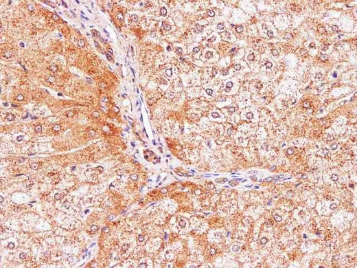 Anti-Human/Mouse IL2 Antibody
