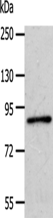 Anti-Human/Mouse APPL1 Antibody - ABMIUM