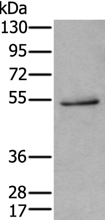 Anti-Human HTR3C Antibody - ABMIUM