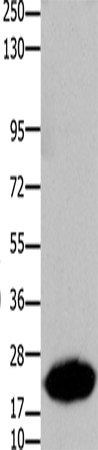 Anti-Human/Mouse/Rat CLDN7 Antibody - ABMIUM
