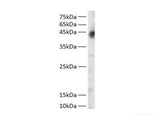 Western blot of Zebrafish whole lysates with anti-GOT1 rabbit polyclonal antibody at dilution of 1:1000.