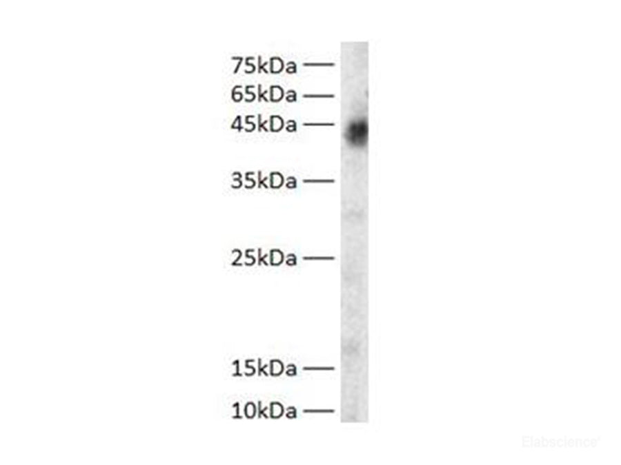Western blot of Zebrafish whole lysates with anti-GOT1 rabbit polyclonal antibody at dilution of 1:1000.