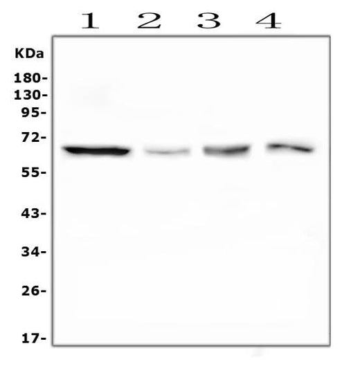 Anti-PLK1 Antibody Picoband® (monoclonal, 6D11 Boster Bio