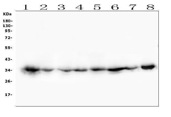 Anti-CDK1 Antibody Picoband® (monoclonal, 2G11 Boster Bio