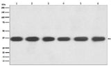 Anti-GAPDH Rabbit Monoclonal Antibody Boster Bio