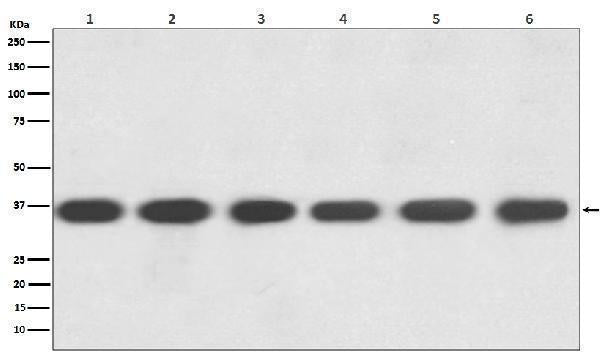 Anti-GAPDH Rabbit Monoclonal Antibody Boster Bio