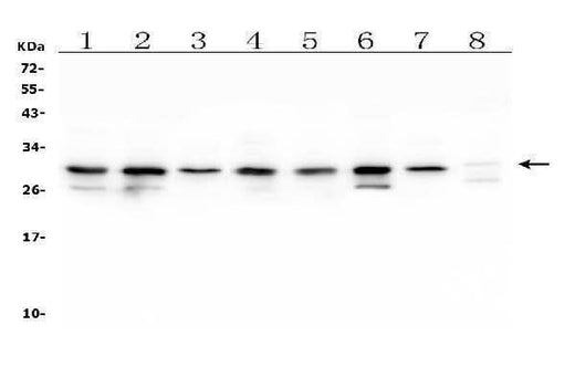 Anti-COMT Antibody Picoband® (monoclonal, 15C10 Boster Bio