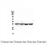 Anti-PON1 Antibody Picoband® (monoclonal, 9D3 Boster Bio