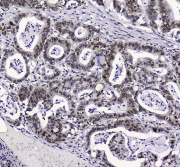 Anti-APE1 APEX1 Antibody Picoband® (monoclonal, 5C11 Boster Bio