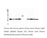 Anti-Emerin EMD Antibody Picoband® (monoclonal, 5A10 Boster Bio