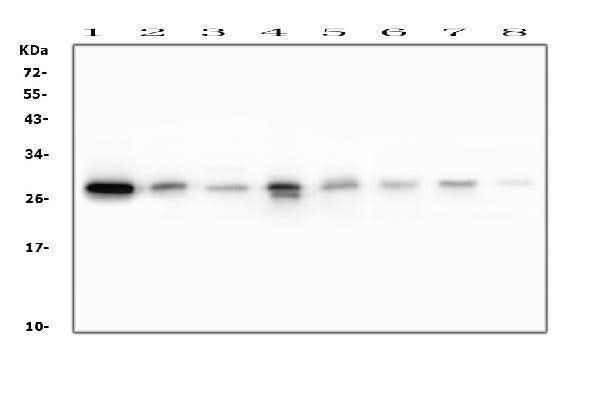 Anti-RAB27A Antibody Picoband® (monoclonal, 2F5 Boster Bio