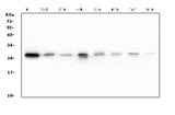 Anti-RAB27A Antibody Picoband® (monoclonal, 2F5 Boster Bio