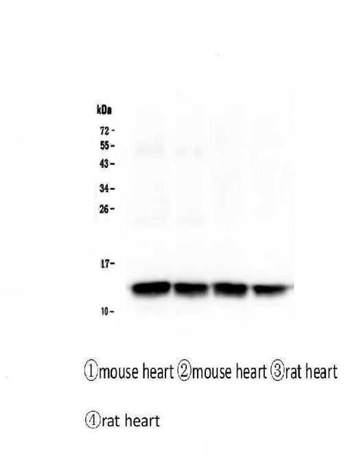 Anti-Cardiac FABP Fabp3 Antibody Picoband® (monoclonal, 6C4 Boster Bio
