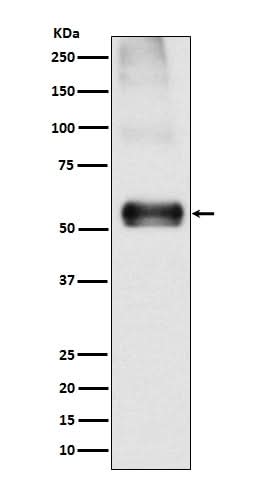 Anti-EAAT1 SLC1A3 Rabbit Monoclonal Antibody Boster Bio