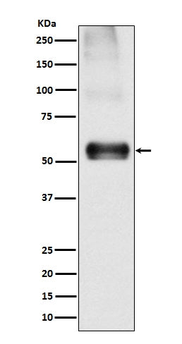 Anti-EAAT1 SLC1A3 Rabbit Monoclonal Antibody Boster Bio