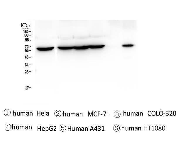 Anti-TCP1 alpha Antibody Picoband® (monoclonal, 2E7 Boster Bio