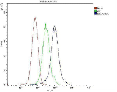 Anti-ARSA Antibody Picoband® (monoclonal, 4C10 Boster Bio
