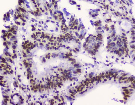 Anti-RbAp48 RBBP4 Antibody Picoband® (monoclonal, 9F3 Boster Bio