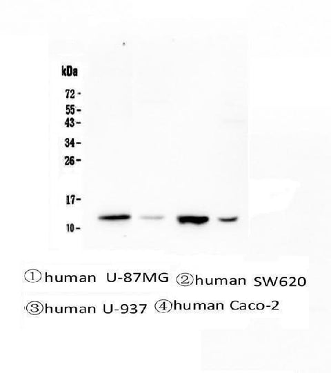 Anti-Stefin B CSTB Antibody Picoband® (monoclonal, 2B6 Boster Bio