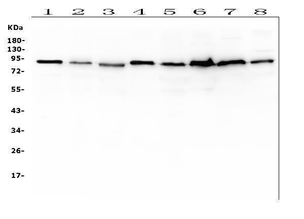 Anti-SAE2/UBA2 Antibody Picoband® (monoclonal, 5H11 Boster Bio