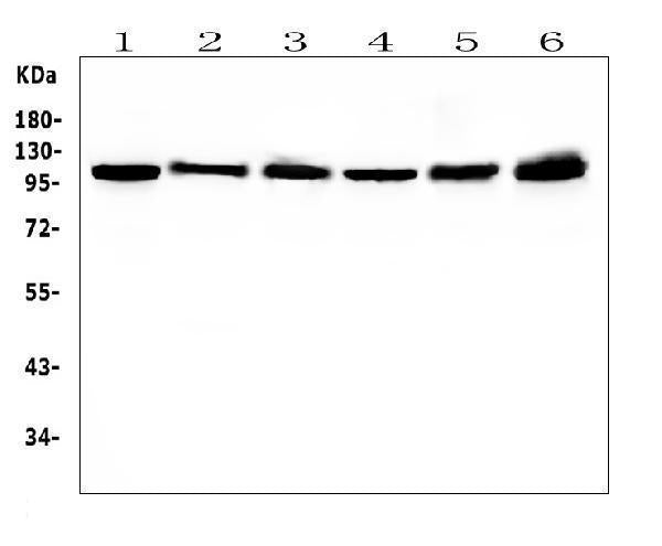 Anti-Hsp105/HSPH1 Antibody Picoband® (monoclonal, 3D10 Boster Bio