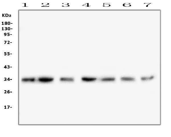 Anti-COPE Antibody Picoband® (monoclonal, 9B6 Boster Bio