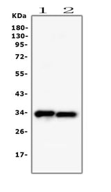 Anti-PPCS Antibody Picoband® (monoclonal, 7G13 Boster Bio