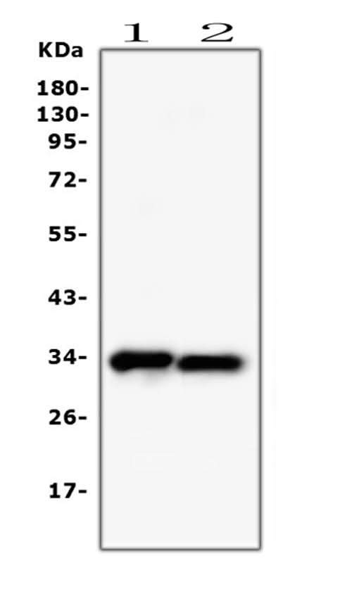 Anti-PPCS Antibody Picoband® (monoclonal, 7G13 Boster Bio