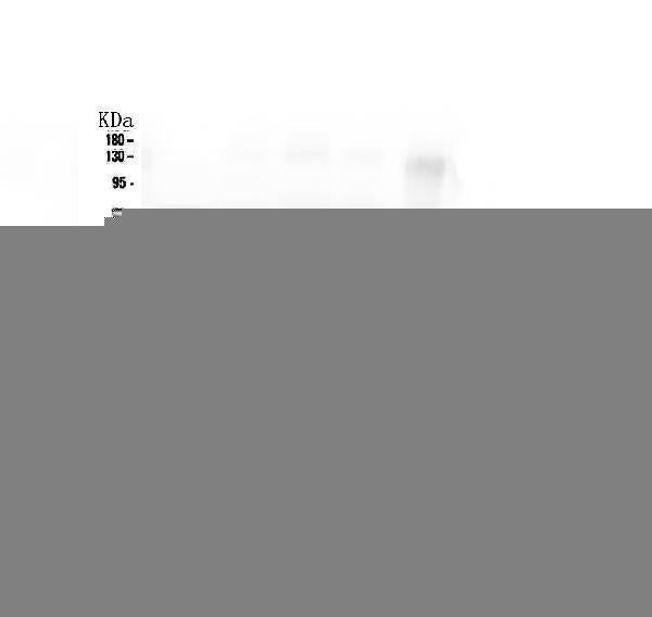 Anti-CCT3 Antibody Picoband® (monoclonal, 12H4 Boster Bio