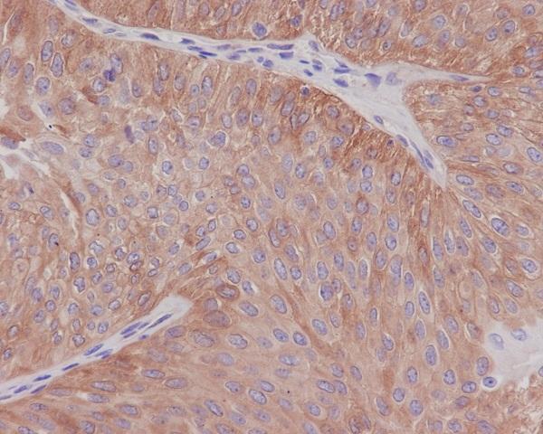 Anti-alpha Tubulin TUBA1B Rabbit Monoclonal Antibody Boster Bio