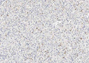 Anti-Human CD163 Antibody [A907] - ABMIUM