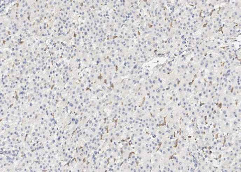 Anti-Human CD163 Antibody [A907] - ABMIUM