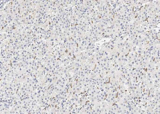 Anti-Human CD163 Antibody [A907] - ABMIUM